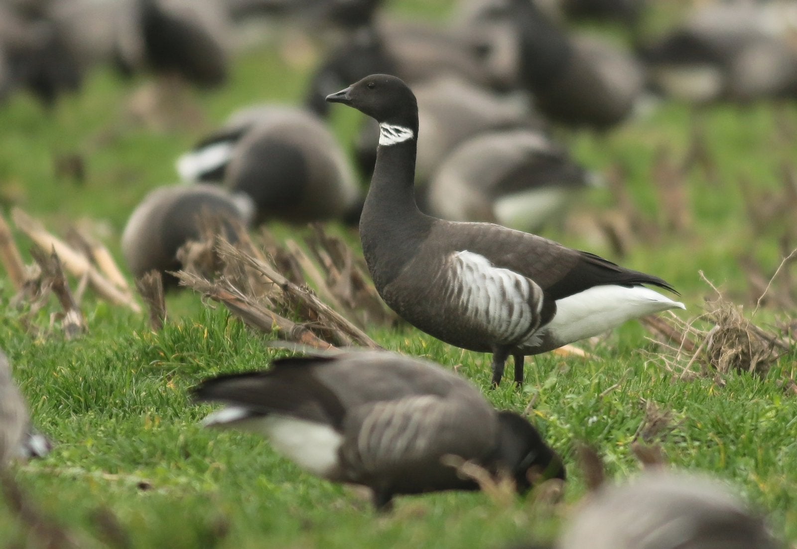 Rotganzen pacific en lichtbuik, Meerdere dieren, Gans of Zwaan