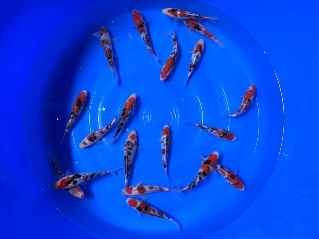 Go-sanke van Izumiya | Koikarpers  | Tosai vissen, Karper of Koi