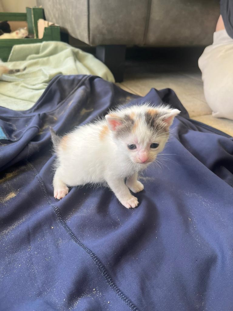 Super lieve kittens., Dieren en Toebehoren, Katten en Kittens | Overige Katten, Meerdere dieren