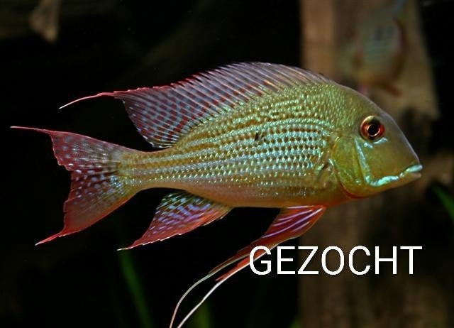 IK ZOEK GEOPHAGUS ALTIFRONS, Dieren en Toebehoren, Vis, Zoetwatervis