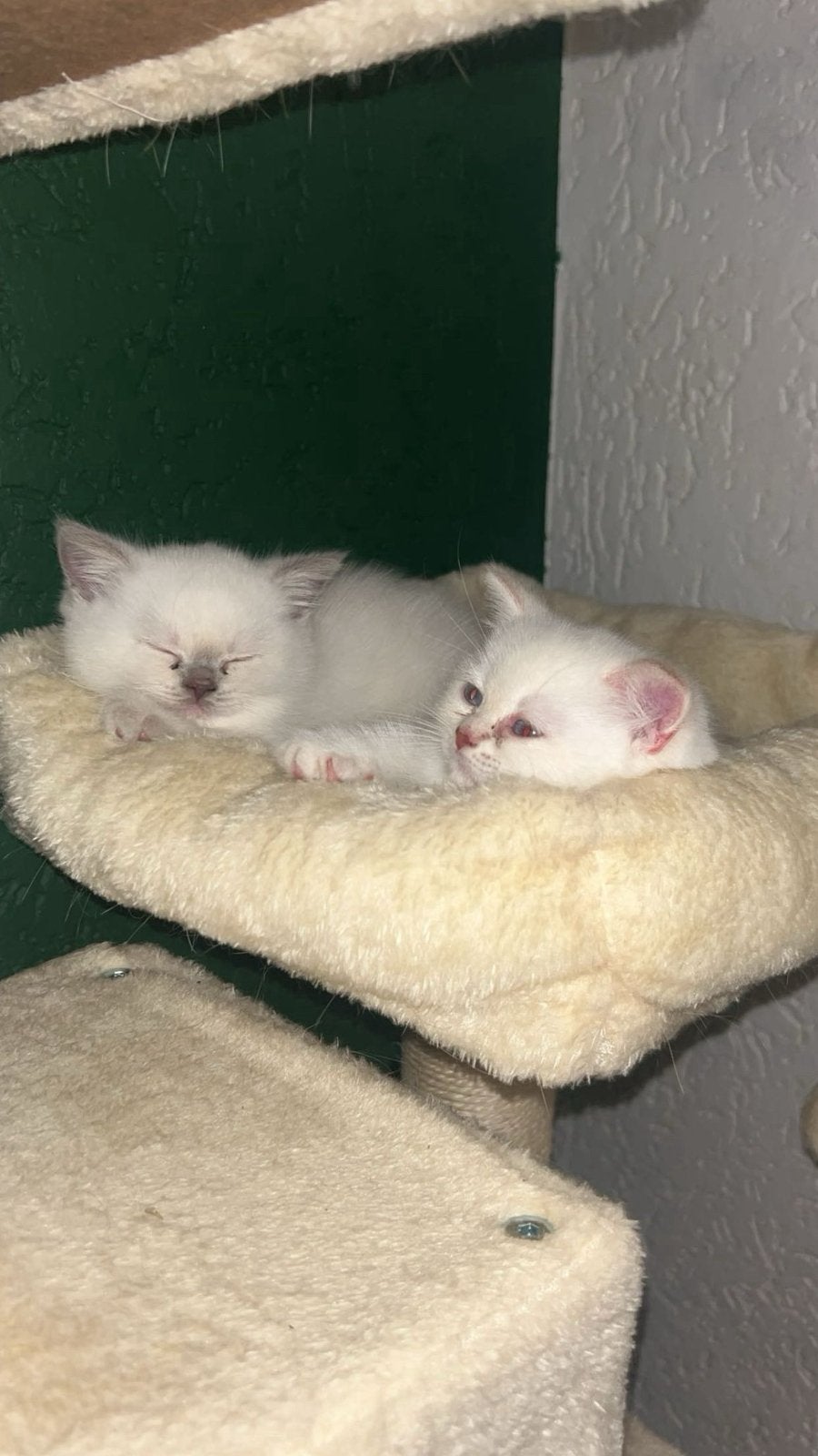 British shorthair, Poes, Ontwormd, 0 tot 2 jaar