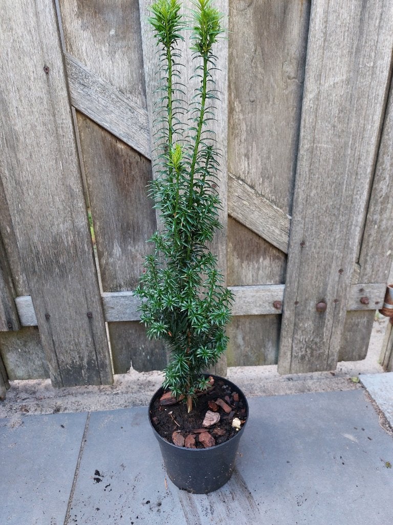 Taxus boompje te koop, Japanse taxus, Tuin en Terras, Bloeit niet, Halfschaduw, Overige soorten, Minder dan 100 cm