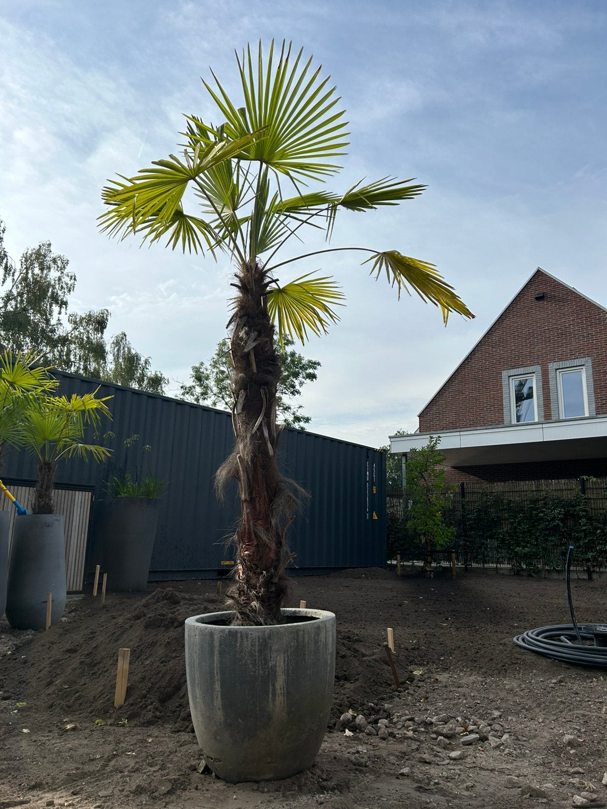 3 x palmboom in pot, Tuin en Terras, Planten | Bomen, 100 tot 250 cm, Zomer, Palmboom, Ophalen