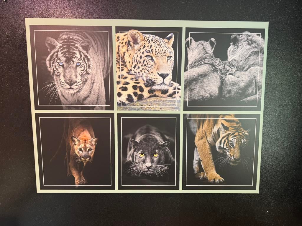Schilderij canvas dieren 120 x 90, Huis en Inrichting, Woonaccessoires | Schilderijen, Tekeningen en Foto's, Ophalen, Zo goed als nieuw