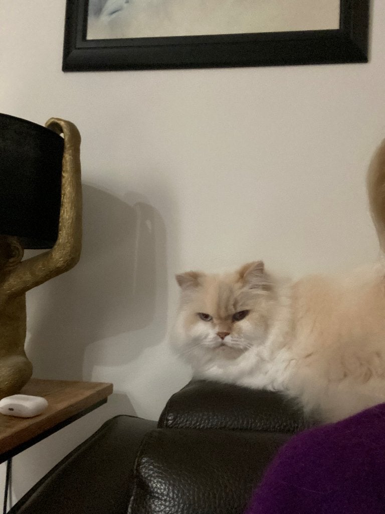Brits langhaar, Poes, Gechipt, 6 jaar of ouder