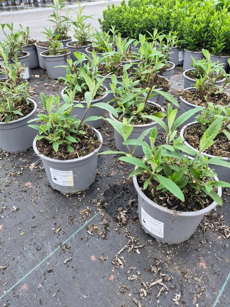vlinderstruiken Buddleja davidii, Ophalen, Vlinderstruik, Minder dan 100 cm