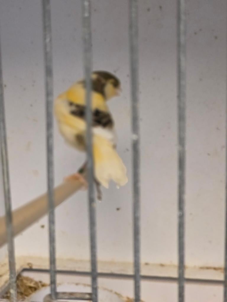Jonge Harlekijn, Geslacht onbekend, Geringd