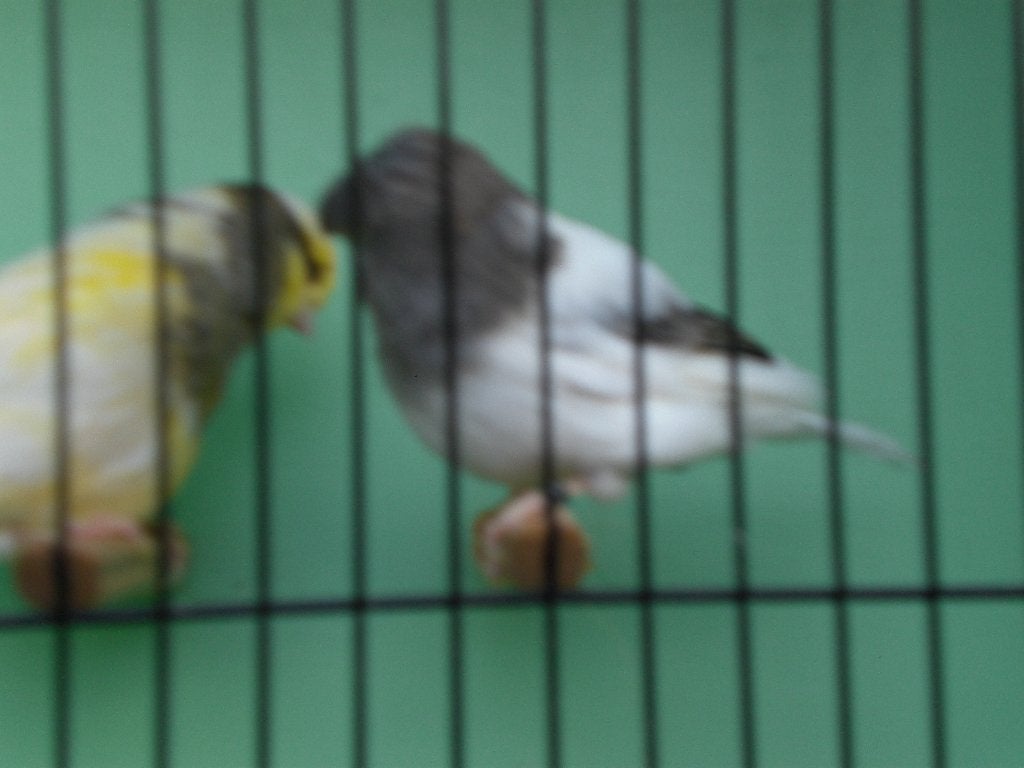 div, glosters, Meerdere dieren, Postuurkanarie