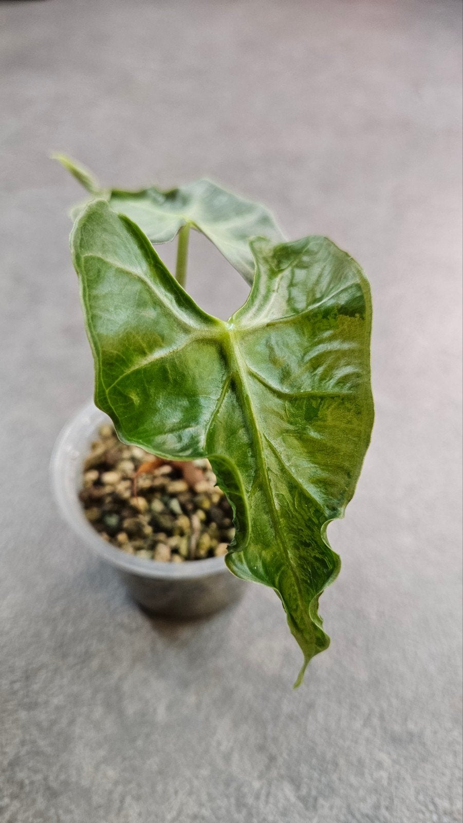 Alocasia 'Loco', Ophalen of Verzenden, Halfschaduw, Minder dan 100 cm