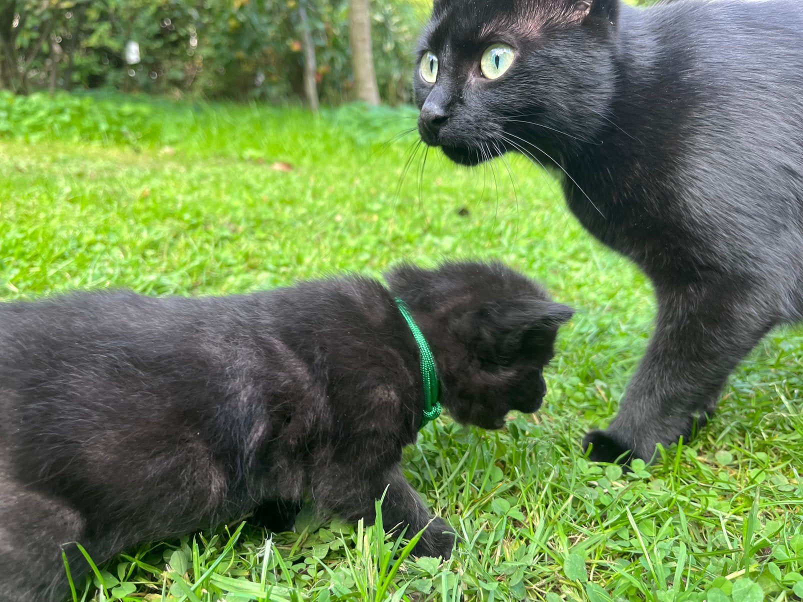 Kittens, Dieren en Toebehoren, Meerdere dieren