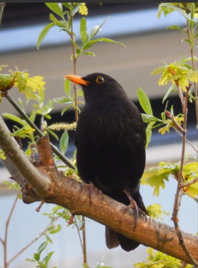 Vogel, Dieren en Toebehoren, Vogels | Duiven