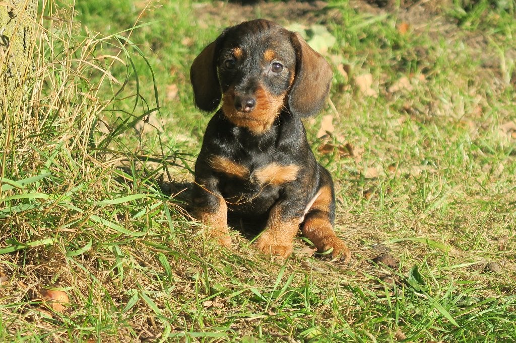 Leuke Ruwhaar dwerg Teckel pups, Dieren en Toebehoren, Nederland, CDV (hondenziekte), 8 tot 15 weken, Dwerg