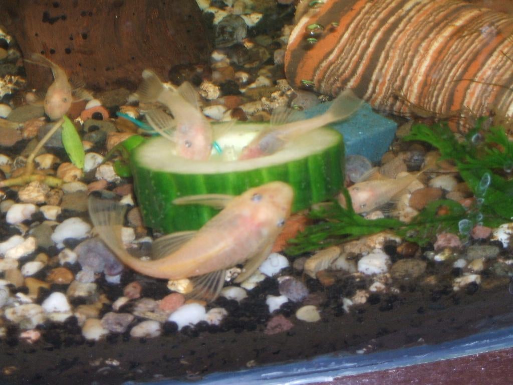 Kweekgroep L144 lemon, Dieren en Toebehoren, Vis