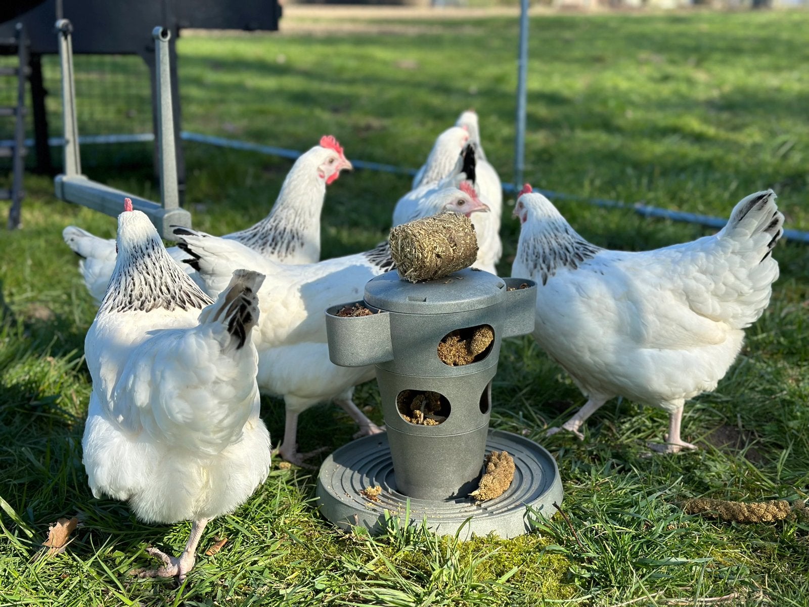 WITTE, ZWARTE SUSSEX, Dieren en Toebehoren, Pluimvee, Meerdere dieren, Kip