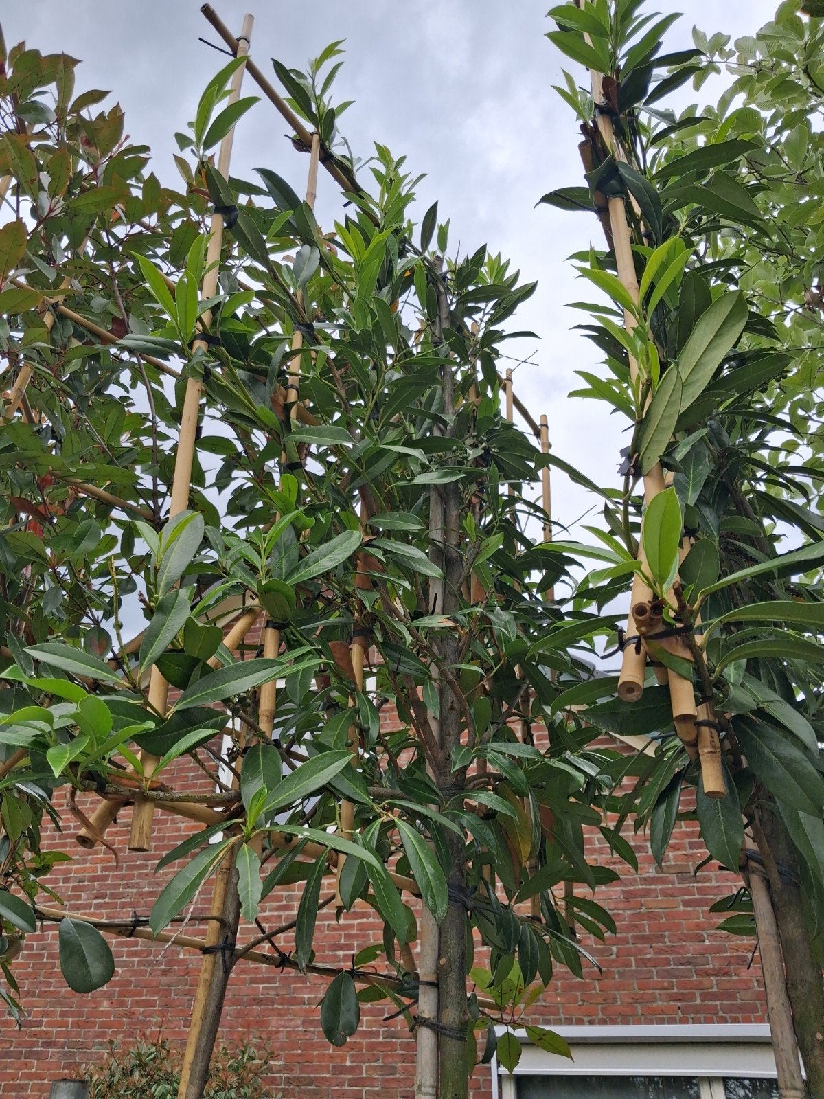 Leilaurier Prunus Caucasica - Groenblijvende Leibomen, Bloeit niet, Leiboom, Ophalen of Verzenden, 250 tot 400 cm