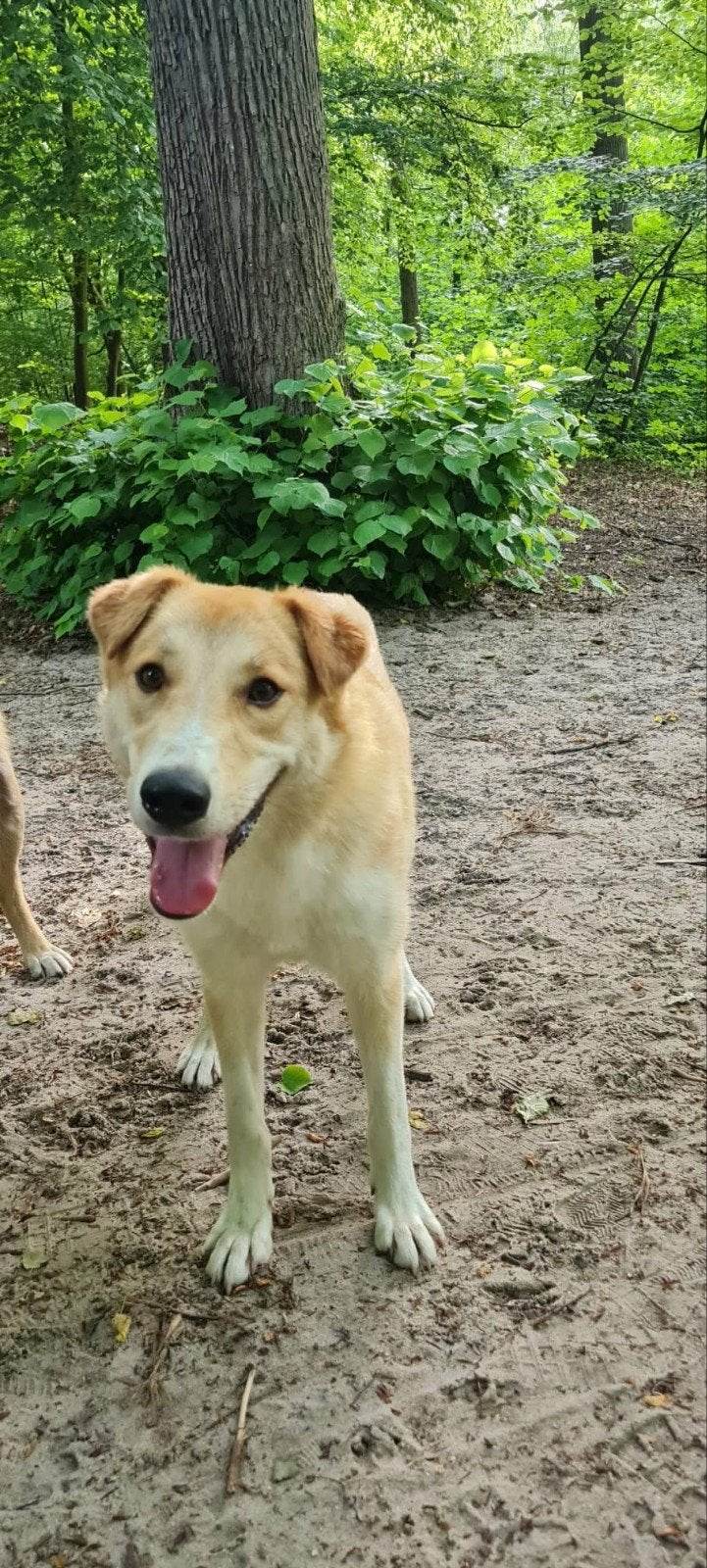 LIEVE JOJO ZOEKT EEN FOREVER HOME, Dieren en Toebehoren, Honden | Niet-rashonden, Middel, Teef, Particulier, Eén hond, Buitenland