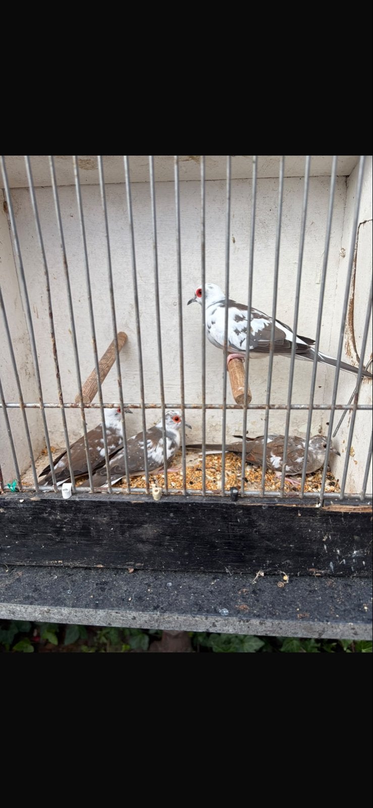 4 jonge bonnet diamand duifjes 3 man 1 vrouwtje, Dieren en Toebehoren, Meerdere dieren