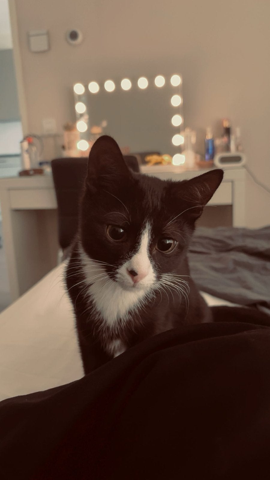 Met spoed fijn thuis gezocht voor lieve jonge kater, Kater, Kortharig, 0 tot 2 jaar