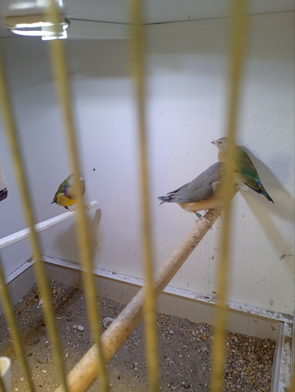 3 prachtige jongen gouldamadines