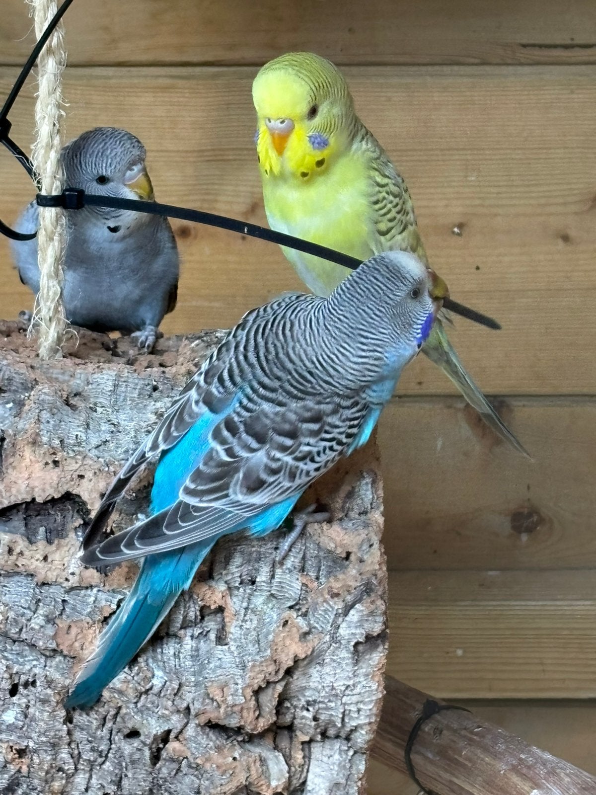 Grasparkiet pop, Dieren en Toebehoren, Vogels | Parkieten en Papegaaien, Vrouwelijk, Parkiet, Geringd