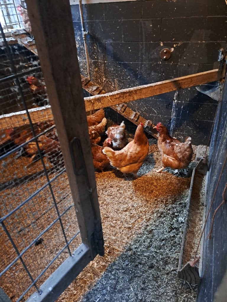 Kippen, Dieren en Toebehoren, Pluimvee | Toebehoren, Ophalen of Verzenden, Zo goed als nieuw, Drinken en Voederen