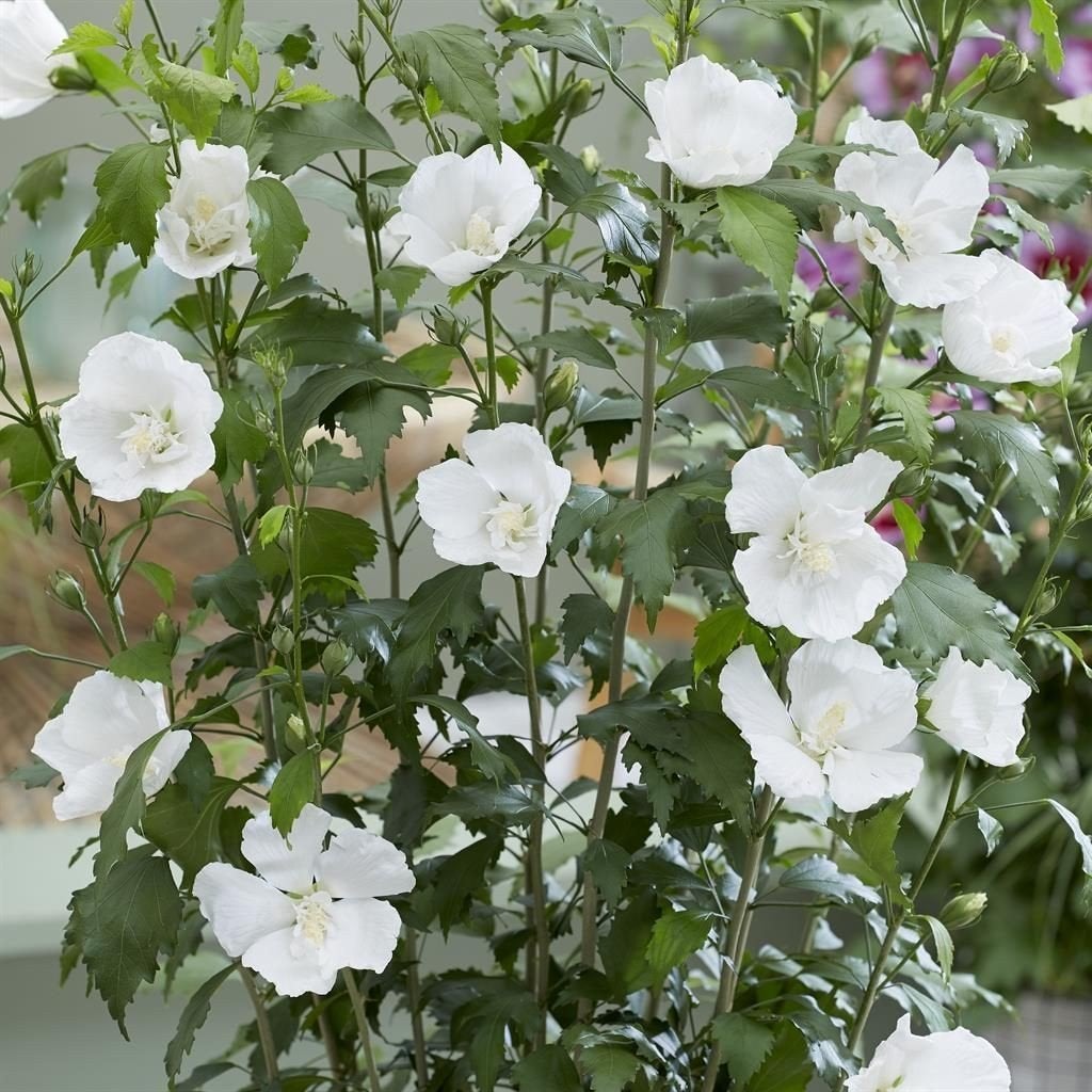 Hibiscus kleur kan wit zijn grote kans maar ook roze., Ophalen, Zomer, Overige soorten, Volle zon