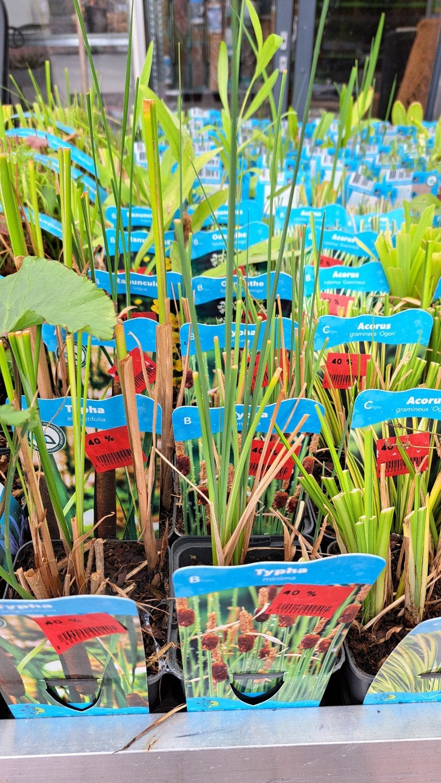 Diverse vijver- en waterplanten! Nu 40% korting, Ophalen, Volle zon, Vaste plant, Zomer