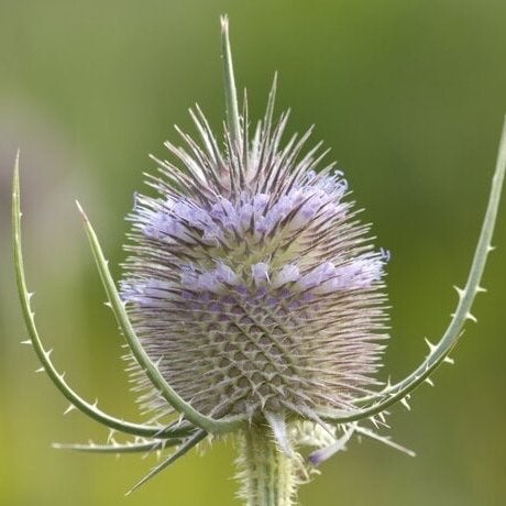 Zaden grote kaardenbol (Dipsacus fullonum) - inheems, bio, Ophalen of Verzenden, Najaar, Volle zon, Zaad