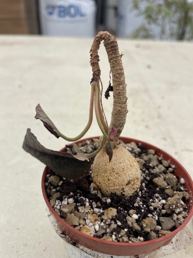 Caudex Euphorbia Nadiae Labatii  8,5 pot Noord Madagaskar, Overige soorten, In pot, Minder dan 100 cm, Bloeiende kamerplant