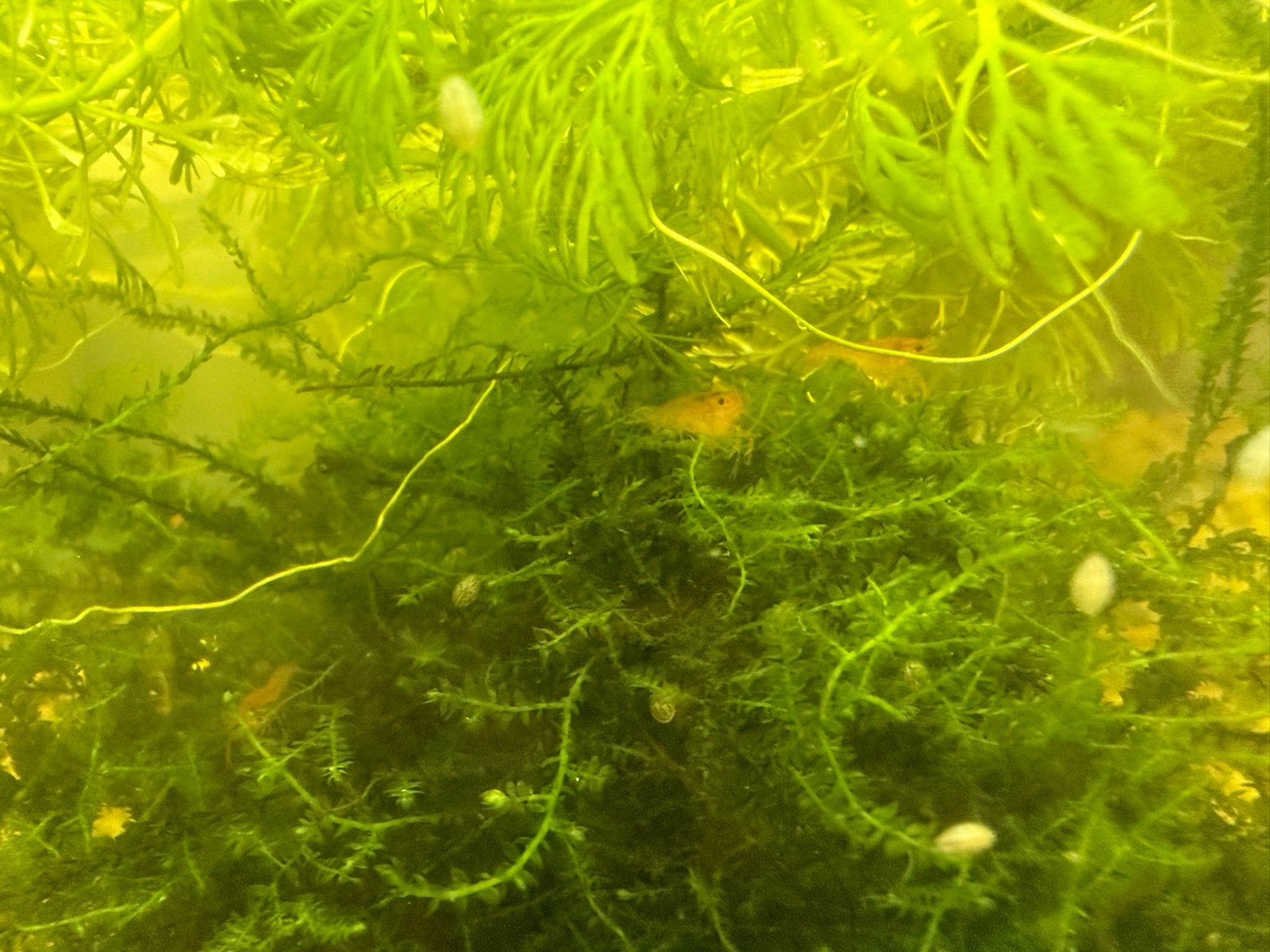 Kreeft oranje, Dieren en Toebehoren, Vissen | Aquariumvissen, Kreeft, Krab of Garnaal