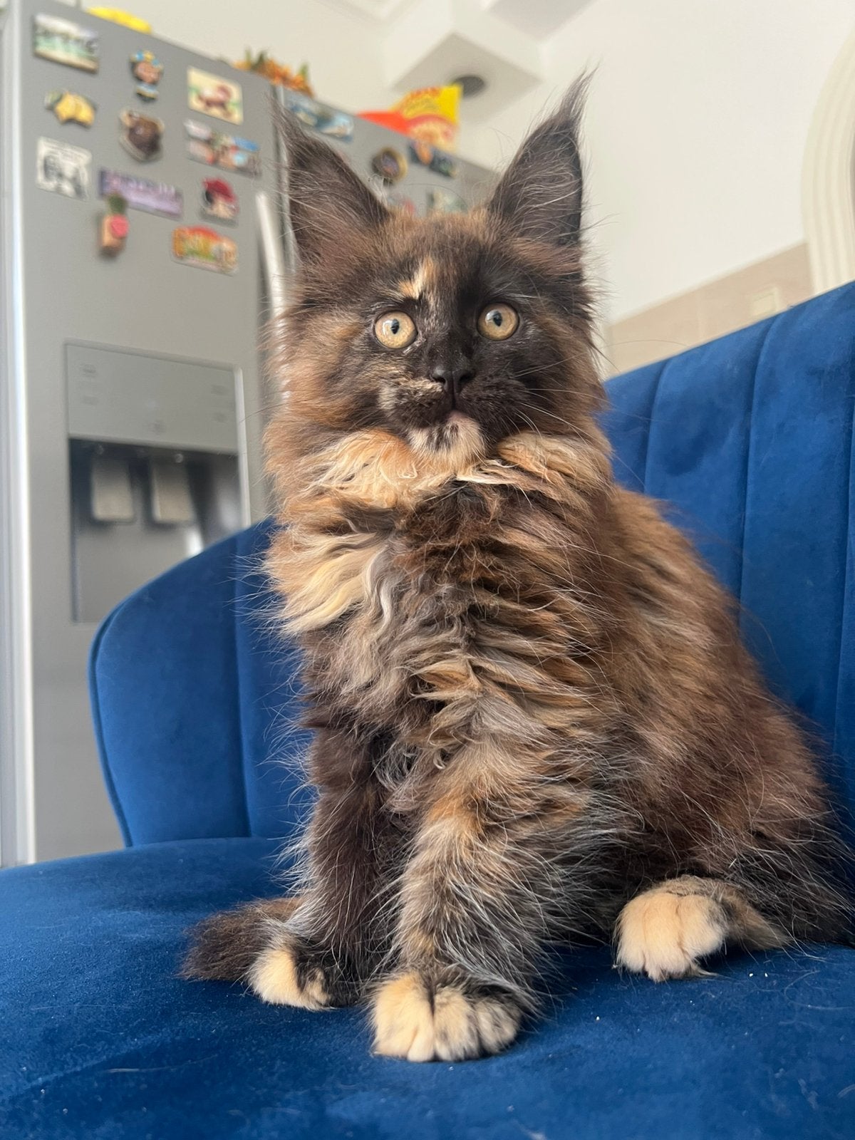 Laatste Maine Coon poesje beschikbaar met stamboom, Poes, Met stamboom