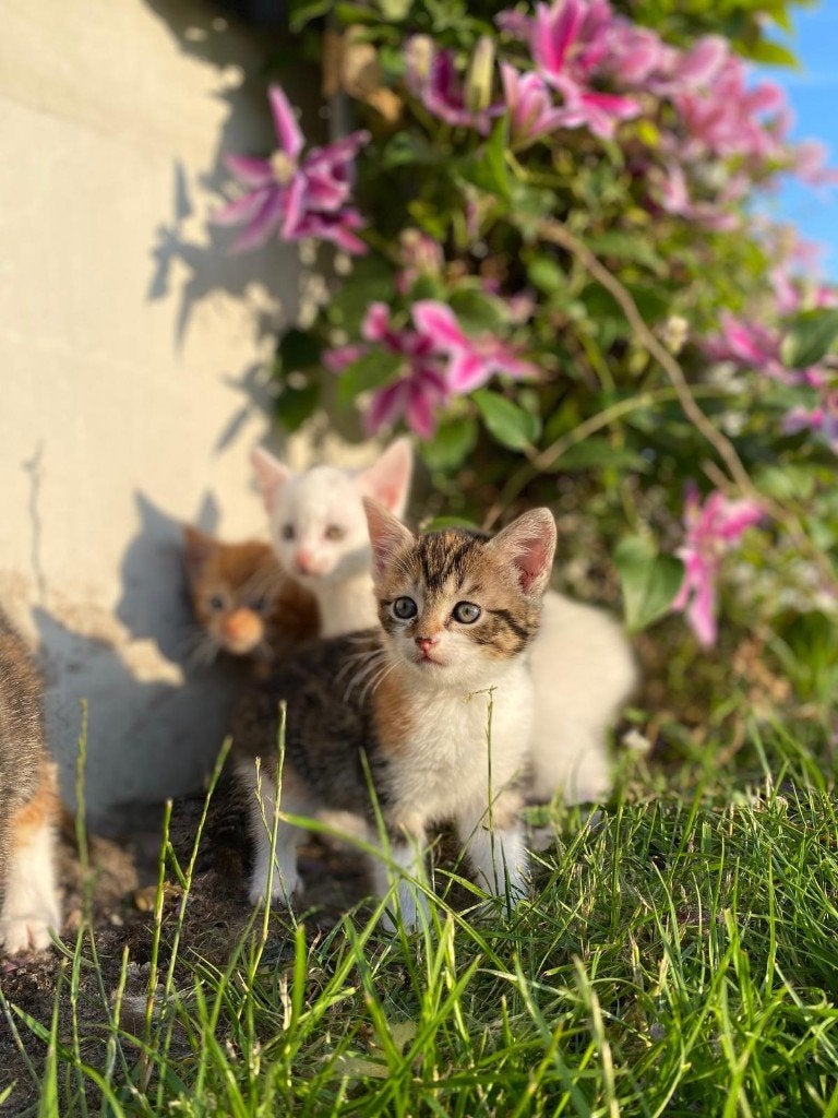 Lief mooi poesje, Poes, Kortharig, 0 tot 2 jaar