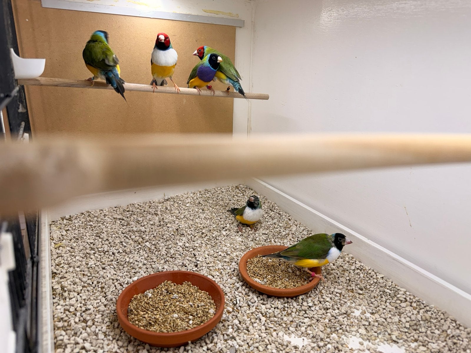 Gouldamadine mannen, Dieren en Toebehoren, Mannelijk