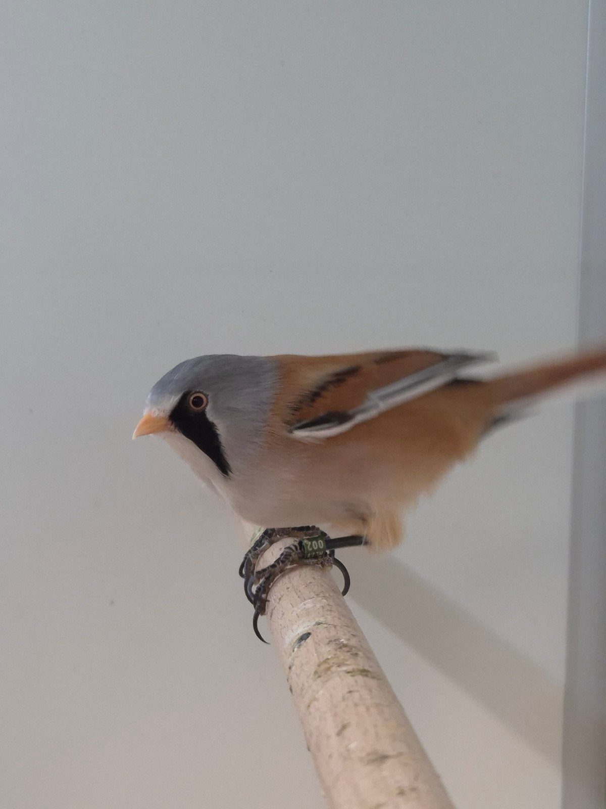 1-0 Baardmannetje, Dieren en Toebehoren, Mannelijk, Wildzangvogel, Geringd