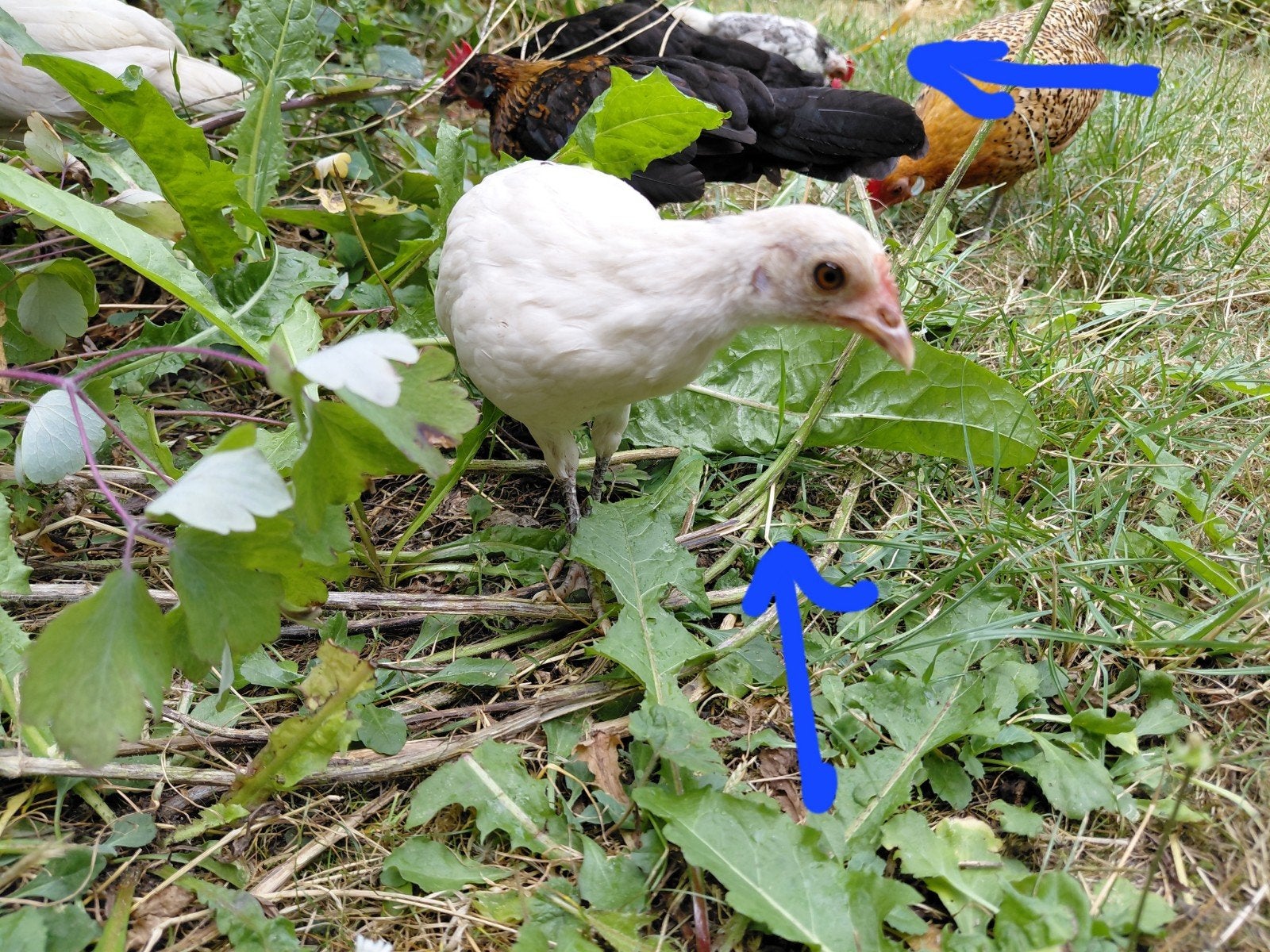 1 gezellig jong witte krielkipje, 10 euro, Dieren en Toebehoren