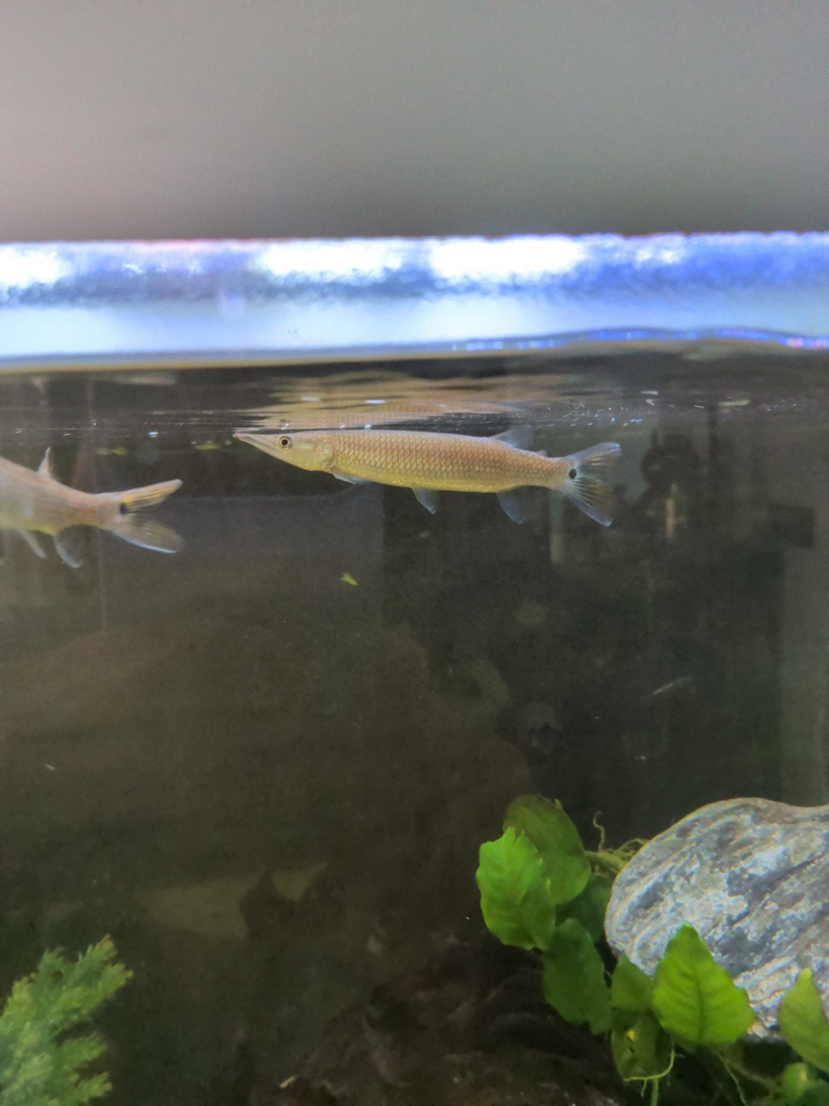 Hujeta Gar (Ctenolucius hujeta) 2x, Vis