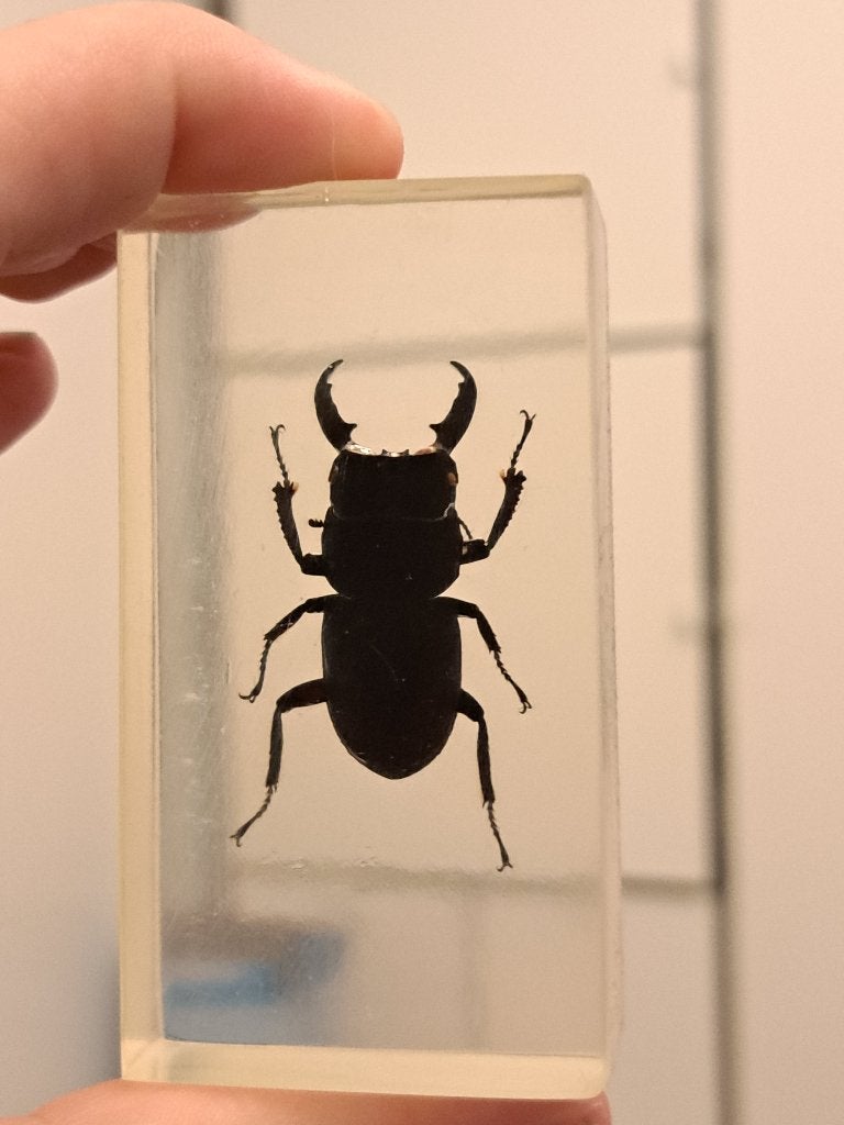 5 Insecten in hars - Kevers, Verzenden, Zo goed als nieuw, Insect, Beeldje of Figuurtje