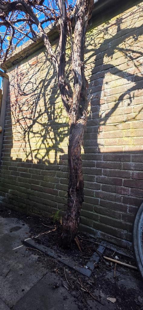 Druivenboom, Tuin en Terras, Ophalen, Volle zon, Overige soorten