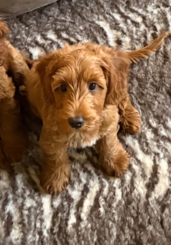 Gastgezin gezocht voor Australian Labradoodle pup, Dieren en Toebehoren, Nederland, Overige rassen, 8 tot 15 weken, Teef