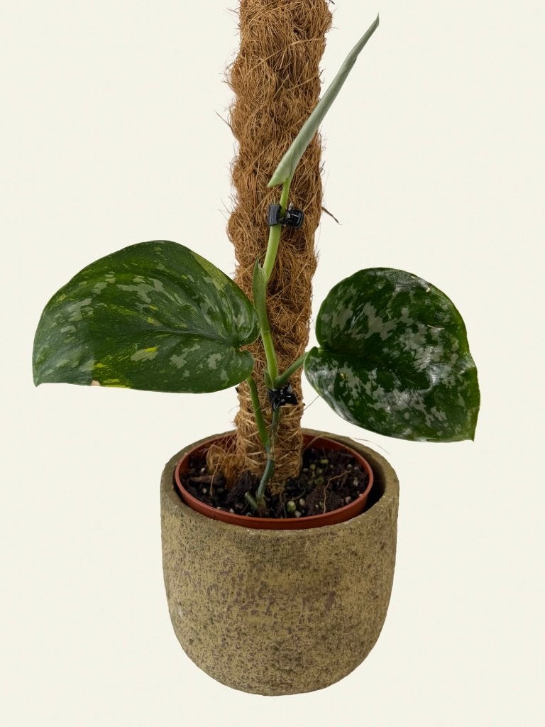 Scindapsus Baticon, Huis en Inrichting, Kamerplanten, Ophalen of Verzenden, Halfschaduw, Minder dan 100 cm