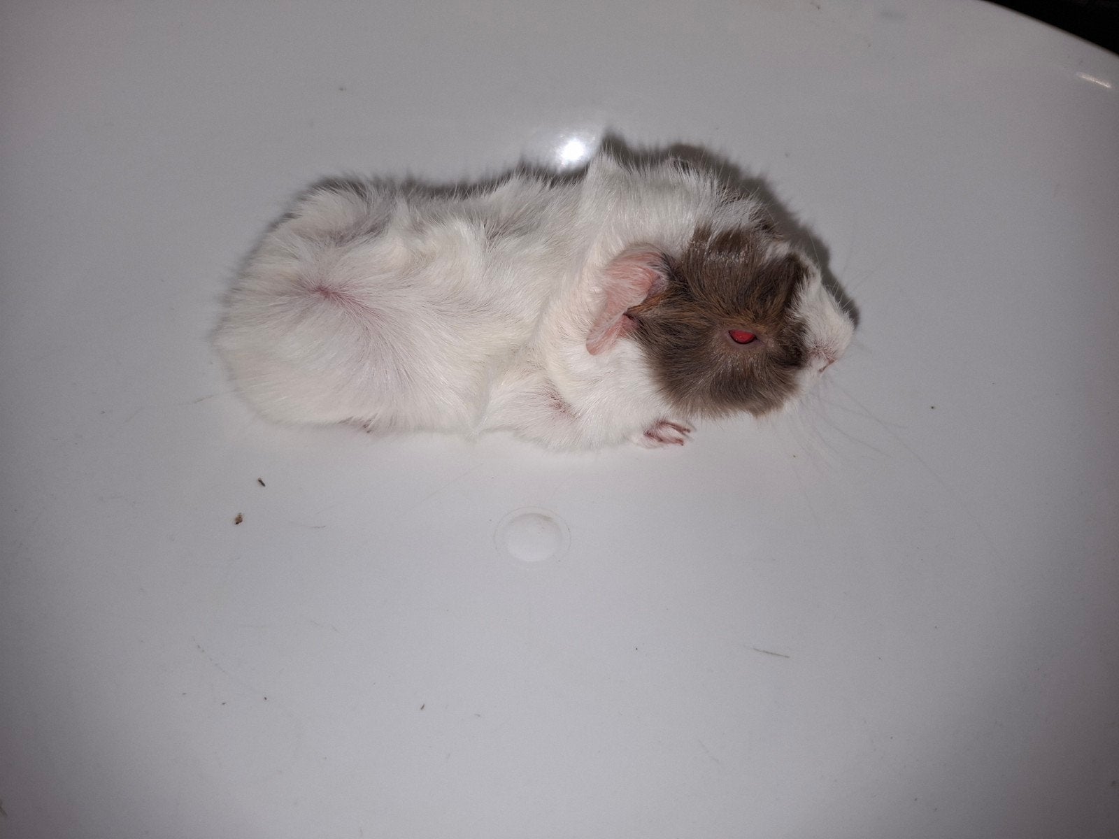 peruvian baby cavia, Cavia, Mannelijk, Mei, Tam