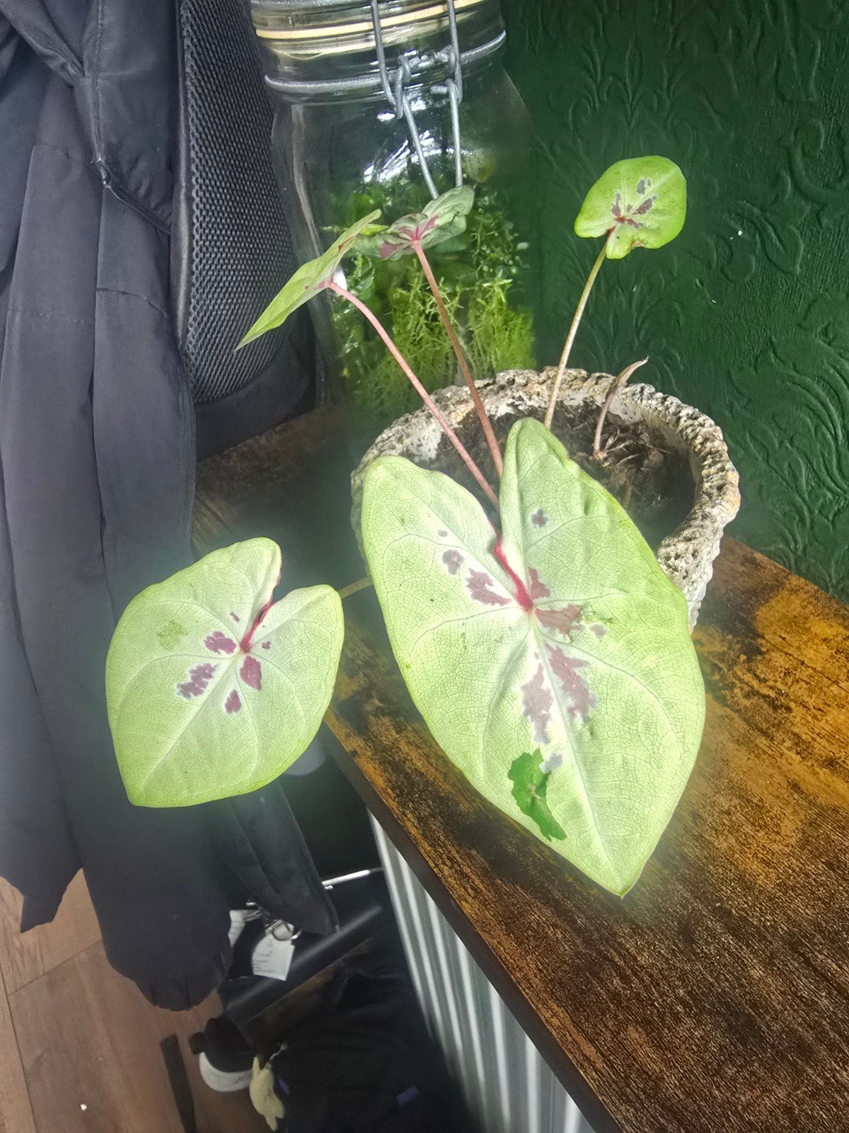 caladium seafoam pink kamerplant, Ophalen, Halfschaduw, Minder dan 100 cm