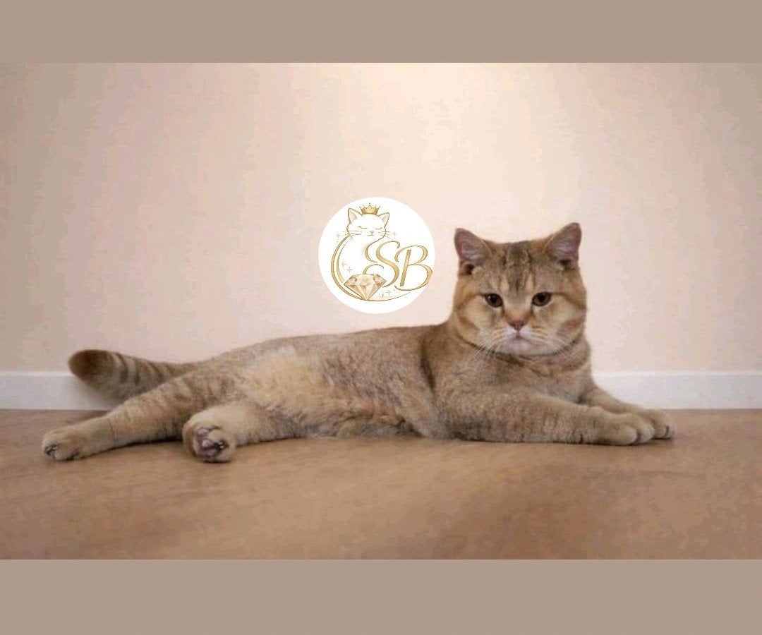🌴Dekkater Cinnamon Britse korthaar., Kater, 0 tot 2 jaar