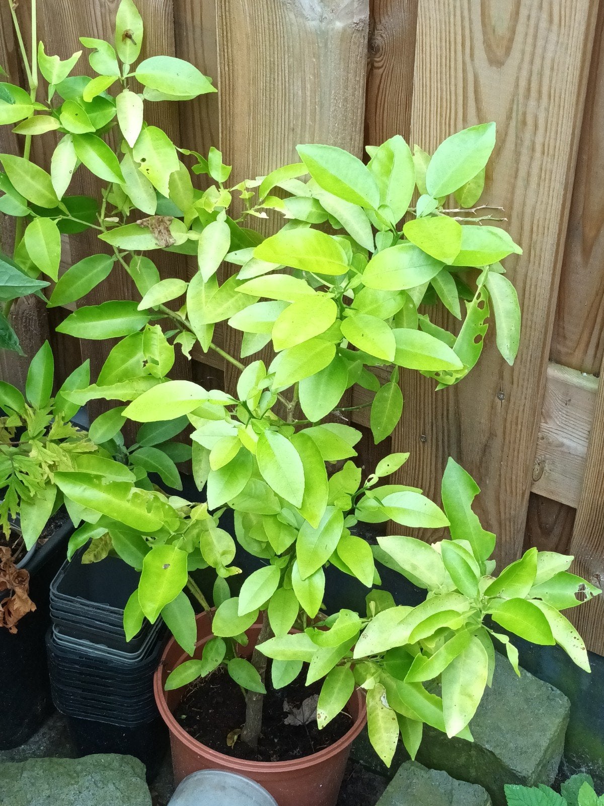 Jonge Sinaasappelboom - Citrusboom voor Thuis, Tuin en Terras, Volle zon, Vaste plant, Ophalen of Verzenden, Fruitplanten