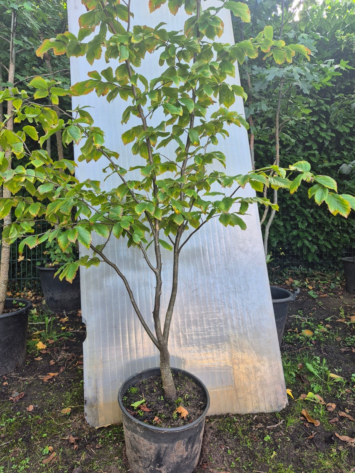 Parrotia persica 'Vanessa', Tuin en Terras, Halfschaduw, Overige soorten, Lente, 100 tot 250 cm