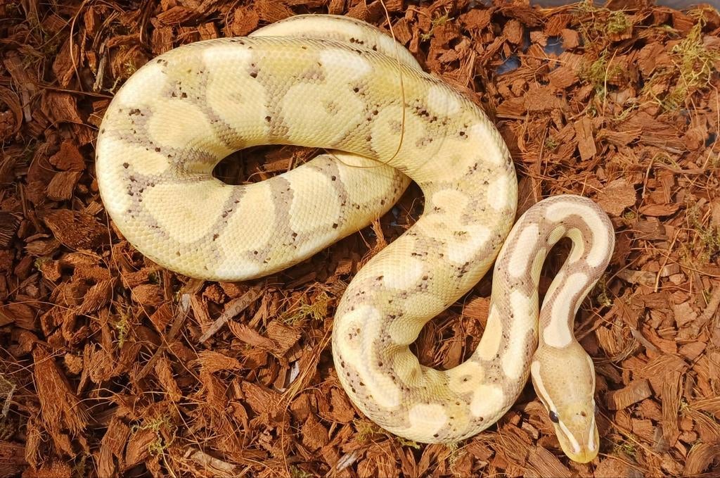 Python regius, Slang, 0 tot 2 jaar