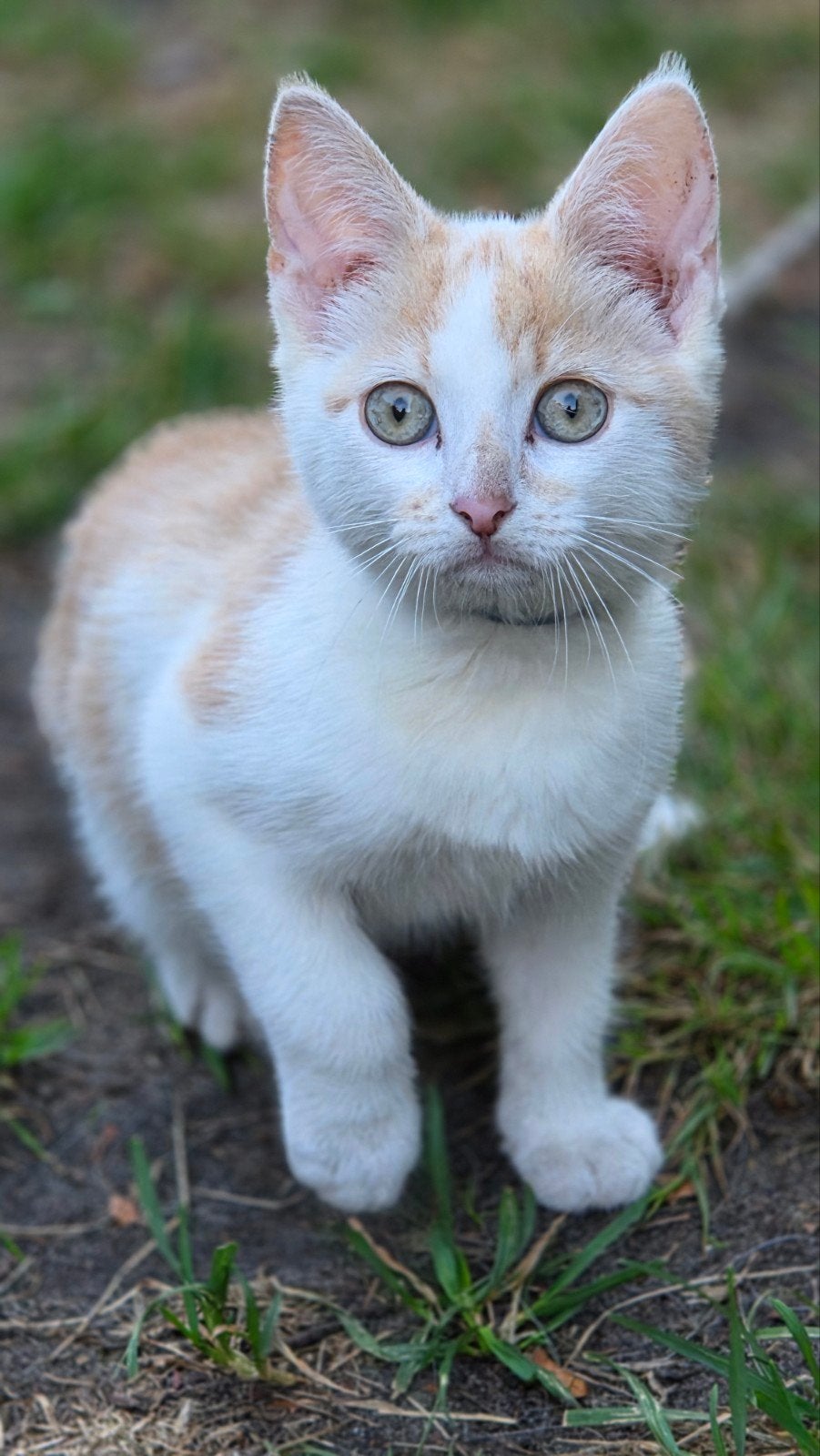 Kittens, geboren 19.mei., Poes, Kortharig, 0 tot 2 jaar