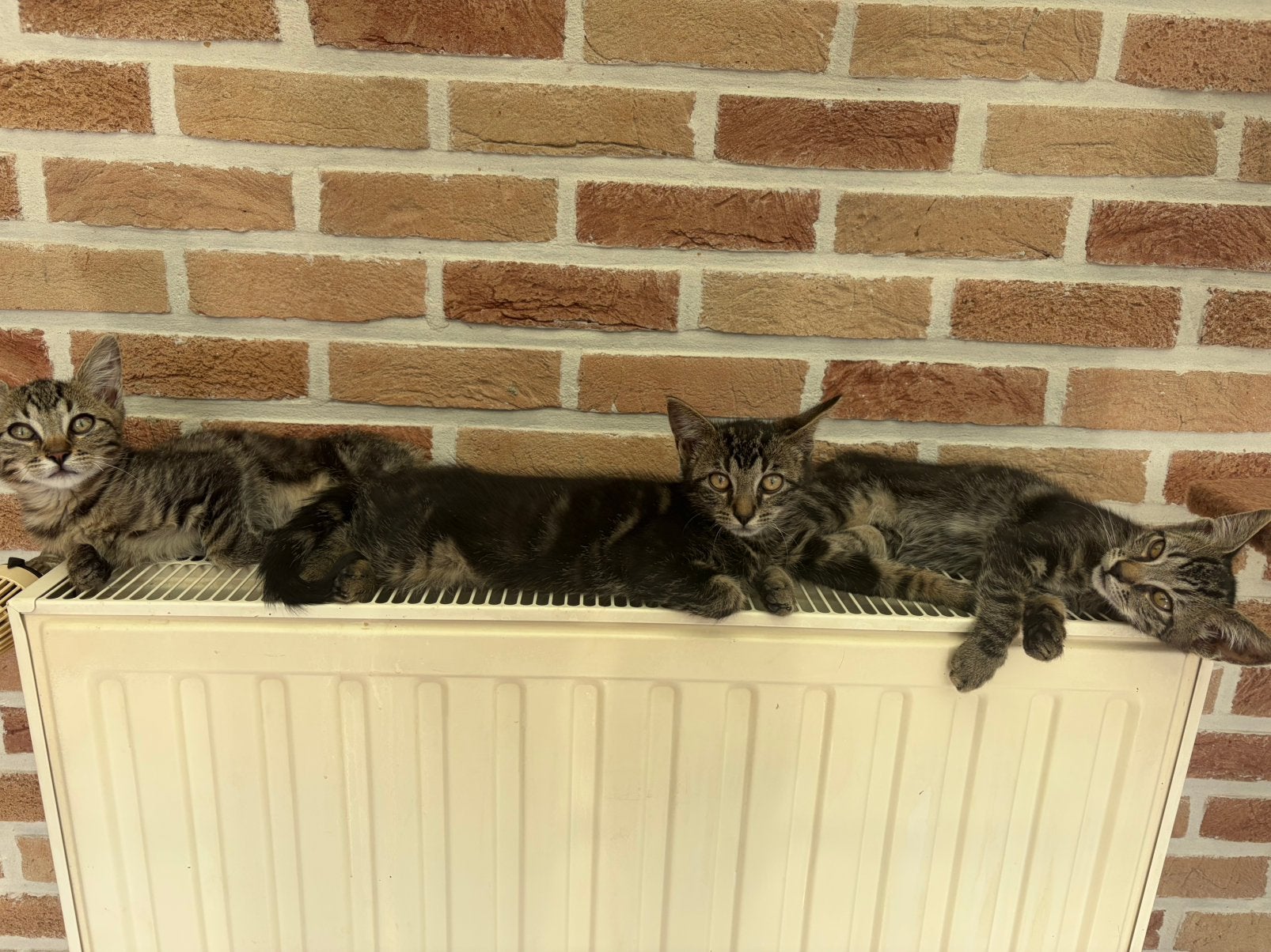 Tabby kittens