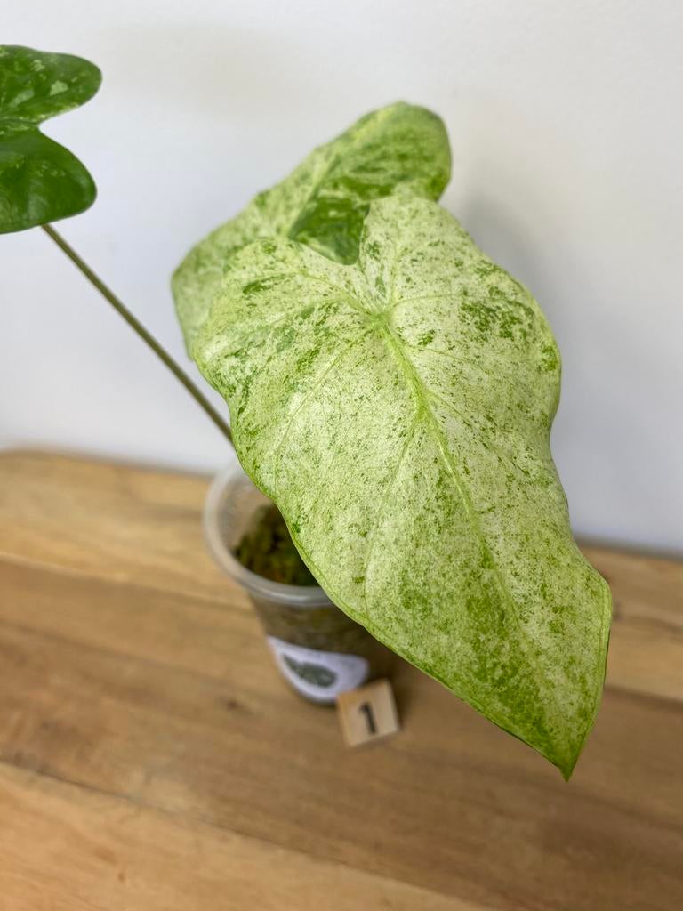 Alocasia Macrorrhiza Splash Variegata #1, Huis en Inrichting, Kamerplanten, Ophalen of Verzenden, Halfschaduw, Minder dan 100 cm