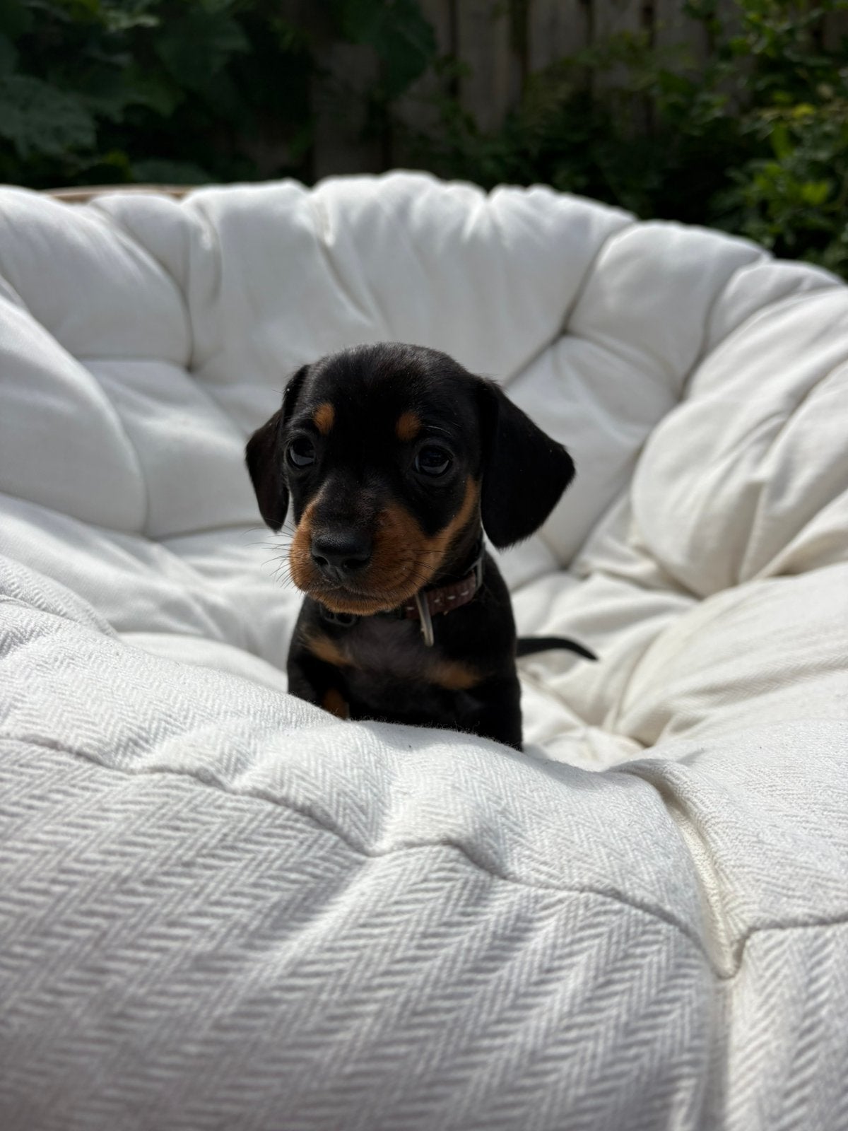 Lieve pups te koop, Parvo, 8 tot 15 weken, Korthaar, Dwerg
